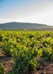 Paisaje de viñas con racimos de uvas en campos de viñedos para recolectar en la vendimia y producir vino