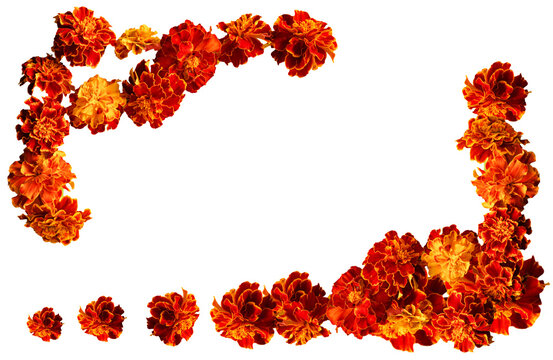 A set of flowers. beautiful marigold flowers isolated on white background Indian flowers for traditional functions pongal, diwali, marriage, ayudha pooja
