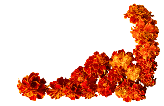 A set of flowers. beautiful marigold flowers isolated on white background Indian flowers for traditional functions pongal, diwali, marriage, ayudha pooja