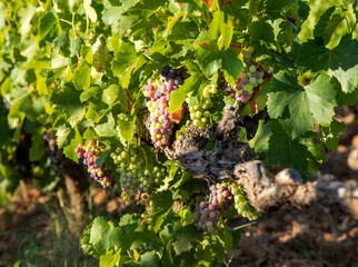 Viñas con racimos de uvas en campos de viñedos para recolectar en la vendimia y producir vino