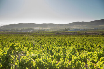 Paisaje de viñas con racimos de uvas en campos de viñedos para recolectar en la vendimia y...