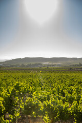 Paisaje de viñas con racimos de uvas en campos de viñedos para recolectar en la vendimia y producir vino
