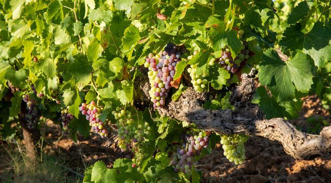 Vi&ntilde;as con racimos de uvas en campos de vi&ntilde;edos para recolectar en la vendimia y producir vino