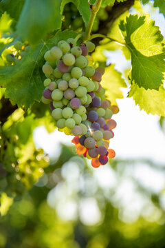 Vi&ntilde;as con racimos de uvas en campos de vi&ntilde;edos para recolectar en la vendimia y producir vino