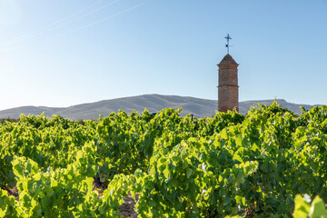 Viñas con racimos de uvas en campos de viñedos para recolectar en la vendimia y producir vino