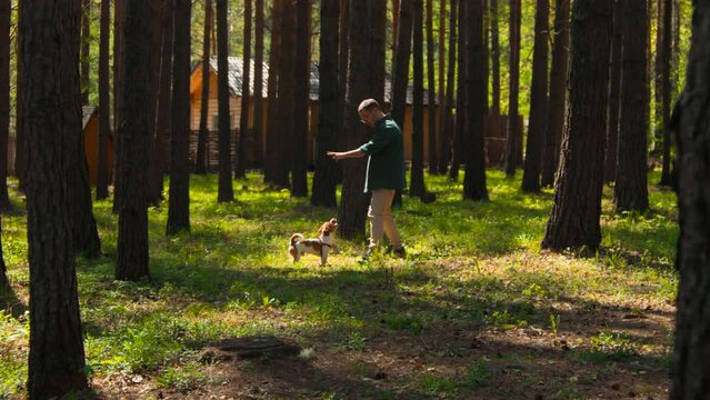 Man trains dog in woods. Stock footage. Man teaches dog to sit in nature on sunny day. Man trains dog in park in summer