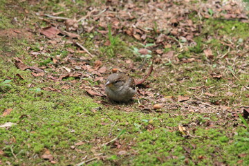 Obraz premium House sparrow standing in ground