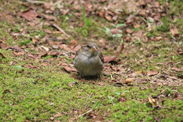 House sparrow standing in ground