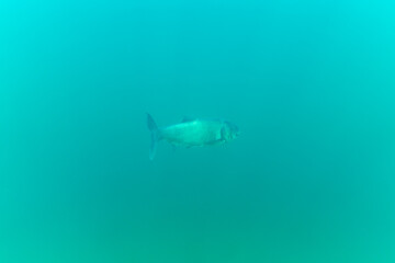 A silver carp in the depths of a lake
