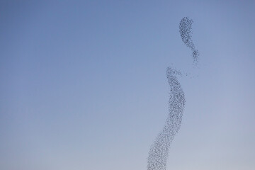 Starlings murmuration in Aiguamolls De L Emporda Nature Park, Spain