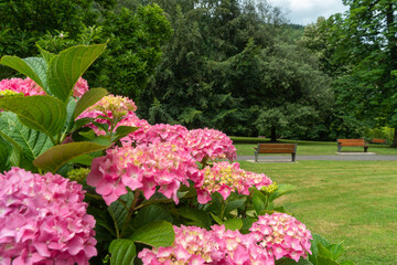 Flower of a blooming pink hydrangea.  Bergara  is a municipality in the province of Guipuzcoa,...