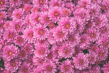 pink chrysanthemum flowers background