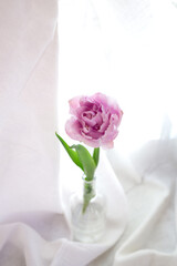 fresh beautiful peony purple tulip in a glass bottle on a white background. minimalistic design