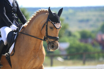 Obraz premium Equestrian sports background. Horse close up during dressage competition with unknown rider