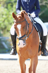  Equestrian sports background. Horse close up during dressage competition with unknown rider