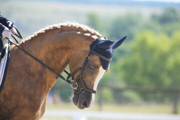  Equestrian sports background. Horse close up during dressage competition with unknown rider