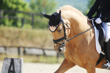  Equestrian sports background. Horse close up during dressage competition with unknown rider