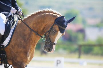  Equestrian sports background. Horse close up during dressage competition with unknown rider