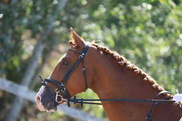  Equestrian sports background. Horse close up during dressage competition with unknown rider