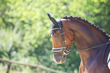  Equestrian sports background. Horse close up during dressage competition with unknown rider