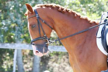  Equestrian sports background. Horse close up during dressage competition with unknown rider