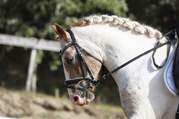  Equestrian sports background. Horse close up during dressage competition with unknown rider