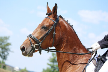 Obraz premium Equestrian sports background. Horse close up during dressage competition with unknown rider