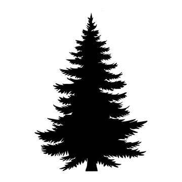 Pine or Fir tree silhouette. Vector illustration