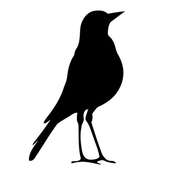 recommend clip art: Elegant Bird silhouette symbol icon. vector illustration