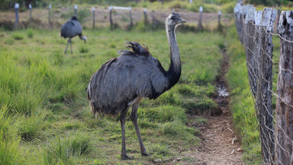 curaca, bahia, brazil - september 17, 2023: ostrich bird - Struthio camelus - seen on a farm in the rural area of the municipality of Curaca, backlands of Bahia.