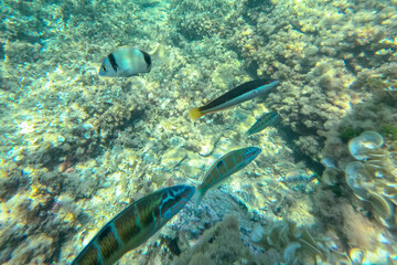 Fototapeta premium Underwater snorkeling in Cabo de Palos Cartagena Murcia Spain