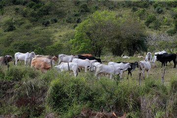feira de santana, bahia, brazil - september 4, 2022: cattle raising in an area of the caatinga biome in northeastern Brazil.