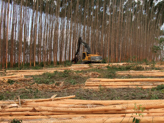 salvador, bahia, brazil - november 30, 2010: machine for cutting eucalyptus wood is seen on a plantation in southern Bahia. © Joa Souza