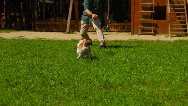 Man plays ball with dog on summer day. Stock footage. Man is having fun playing ball with dog in park. Man plays with dog on green grass in park in summer