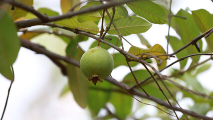 curaca, bahia, brazil - september 18, 2023: guava fruit seen on a farm in rural Bahia.