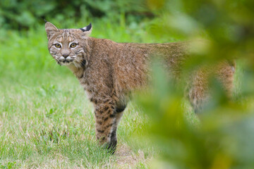 Naklejka na ściany i meble Wild bobcat standing close in a suburban garden looking around a green bush