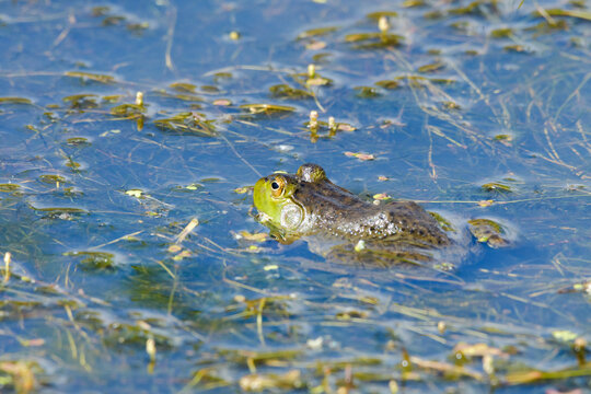 Wild American Bullfrog Lithobates Catesbeiana partially submerged in pond