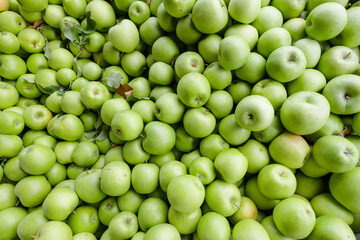 Large collection of green Granny Smith apples during fall harvest