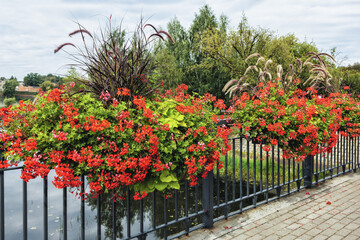 cascading geraniums and pennisetum on metal bridge railings with pots