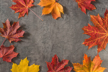 Naklejka na ściany i meble Autumn holiday background; Red and yellow maple leaves on the gray textured backgroud; copy space