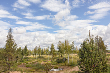 Fototapeta premium Birch trees and pine trees began to grow in the former gravel pit