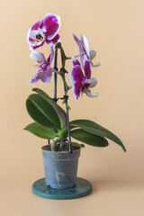 Phalaenopsis orchid seedling on an orange background