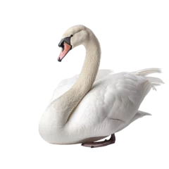 Poster Mute swan on transparent background © Nazmus