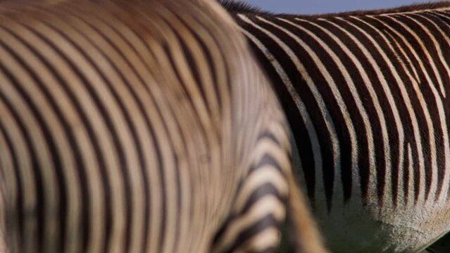 Extreme close up shot of two African zebra's (Equus Quagga) fur as they graze during the morning in Africa.

