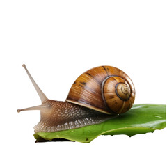 Snail sitting on leaf transparent background