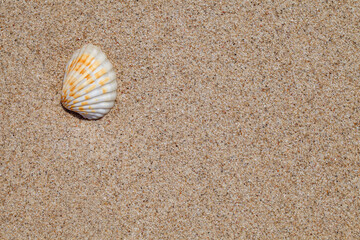 Shell flap on beach sand close-up top view, uniform texture background