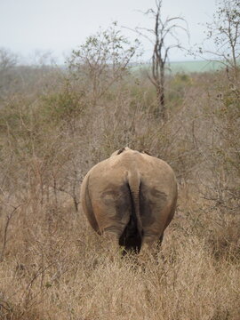 rhino rinoceronte south africa sudafrica