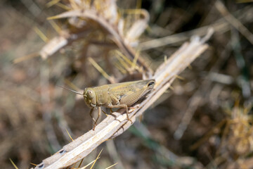 Grasshopper in green color, close-up. macro.