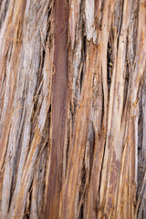 Peeling tree bark into strips, close-up. natural background.