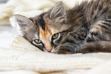 A striped cat is resting on a white bed. A small fluffy kitten lies on a white blanket and looks at the camera.